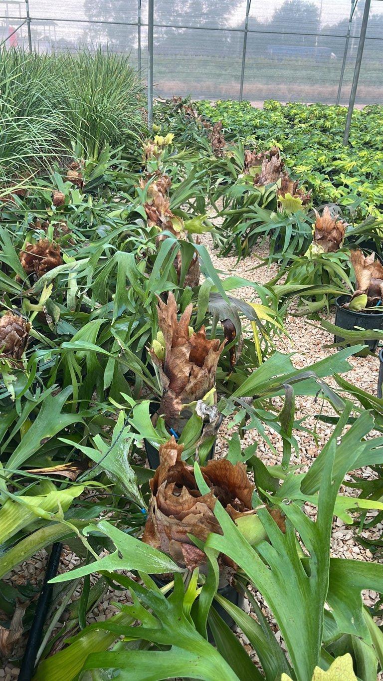 PLATYCERIUM ALCICORNE Felce a corna di alce