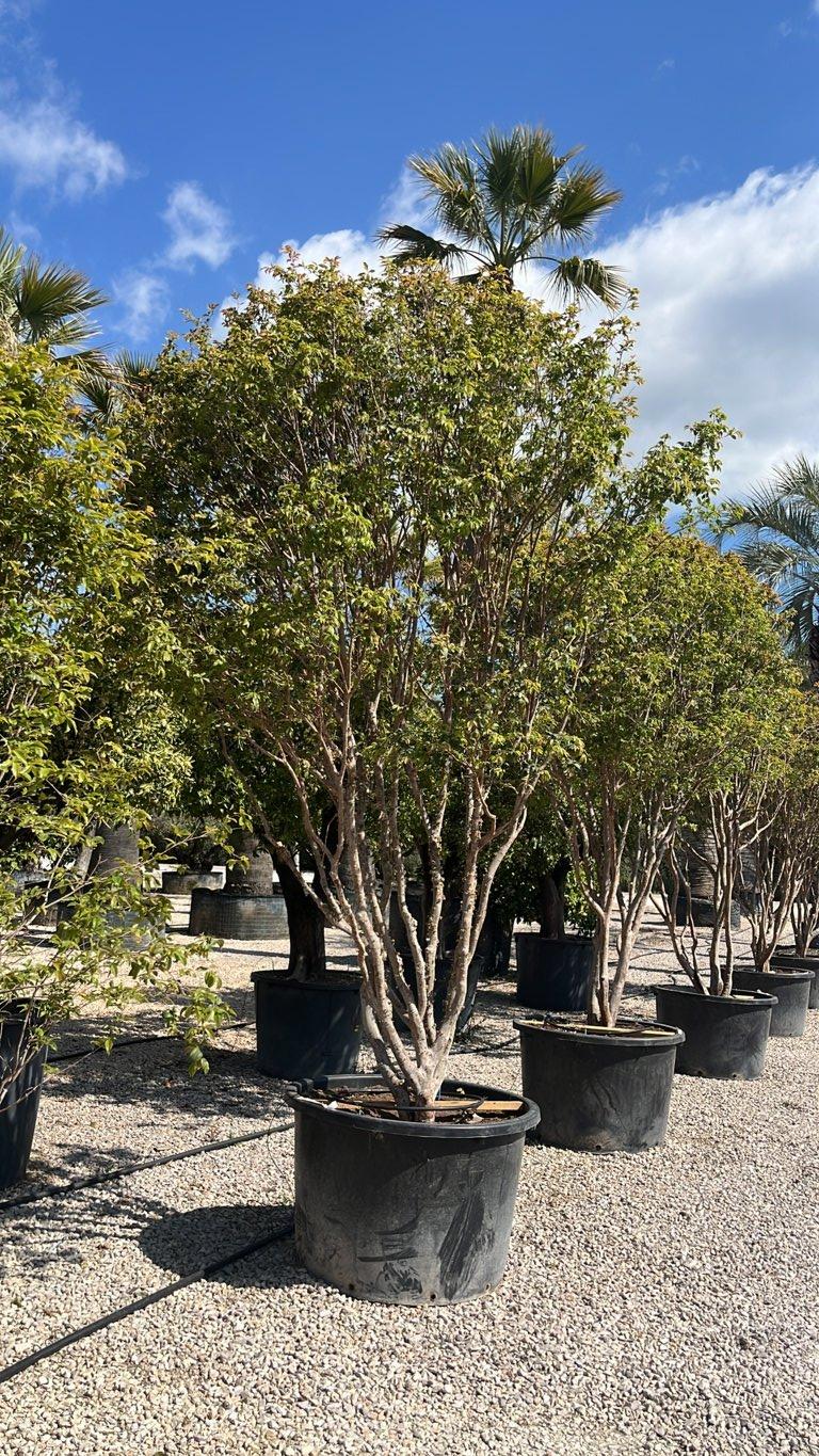 PLINIA CAULIFLORA Jabuticaba