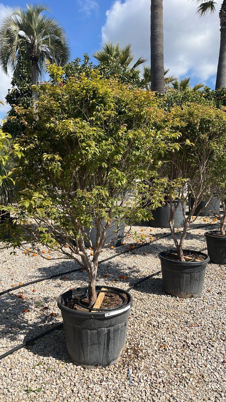 PLINIA CAULIFLORA Jabuticaba