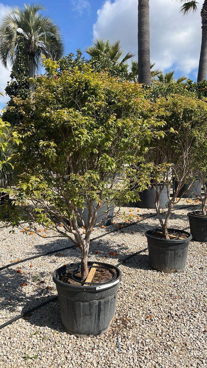 PLINIA CAULIFLORA Jabuticaba