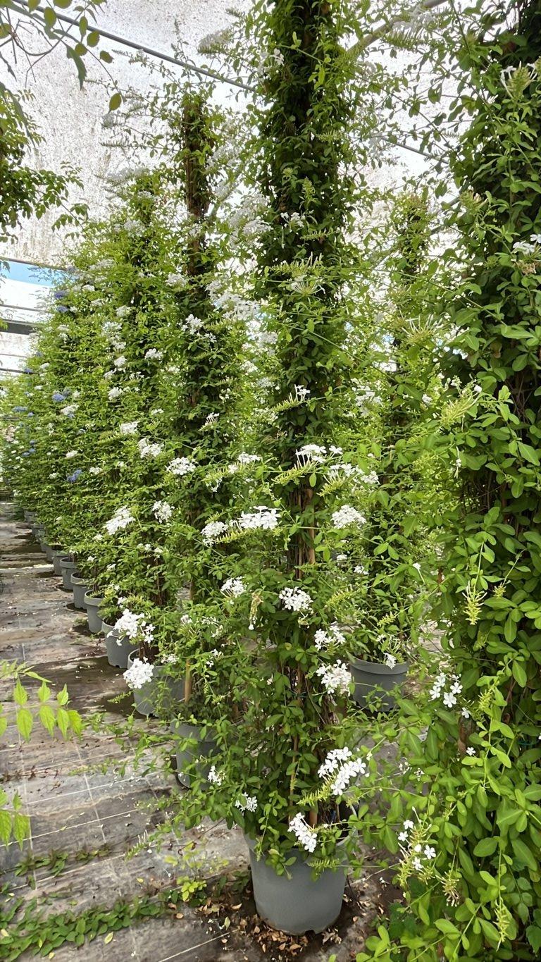 PLUMBAGO CAPENSIS ALBA Gelsomino azzurro