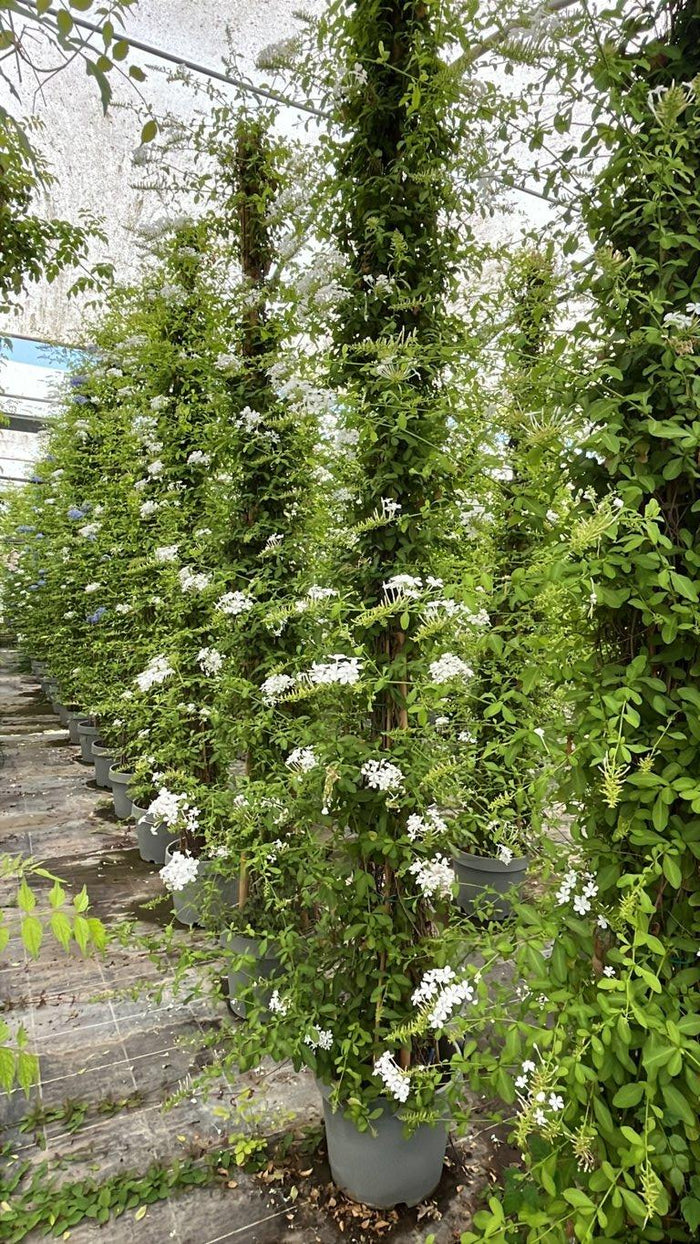 PLUMBAGO CAPENSIS ALBA Gelsomino azzurro