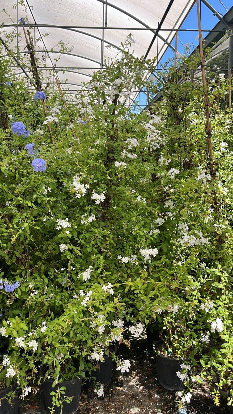PLUMBAGO CAPENSIS ALBA Gelsomino azzurro