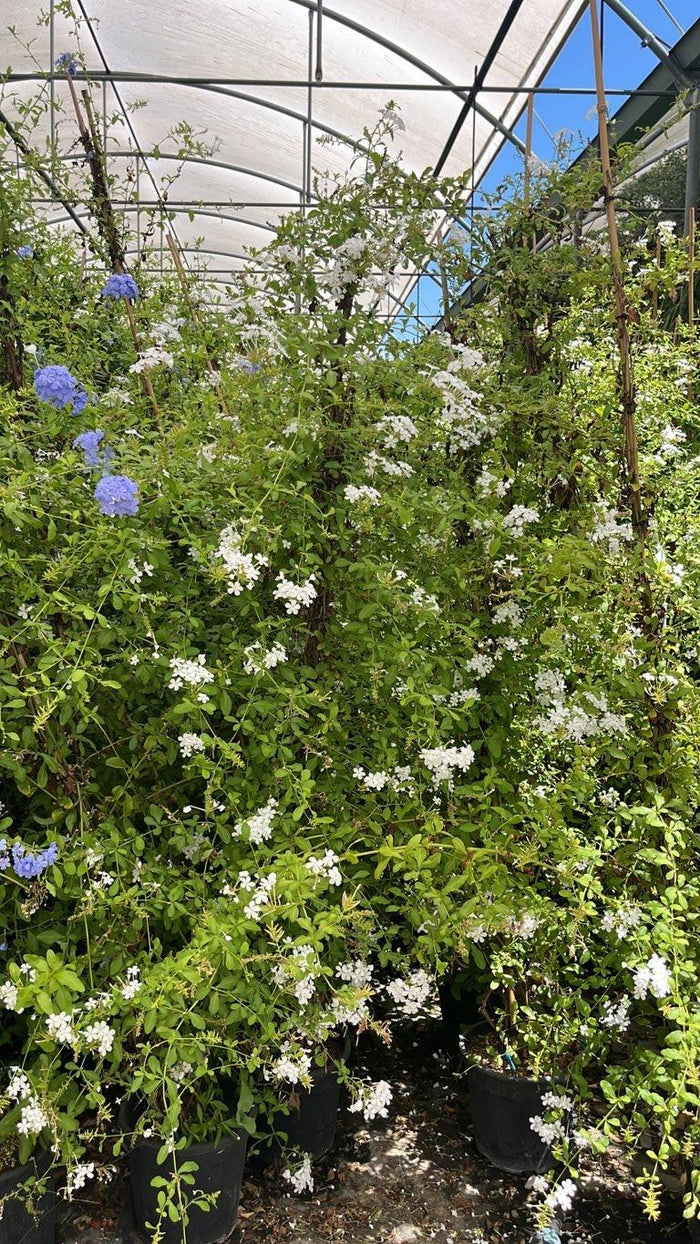 PLUMBAGO CAPENSIS ALBA Gelsomino azzurro