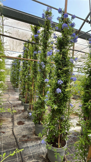 PLUMBAGO CAPENSIS Gelsomino azzurro