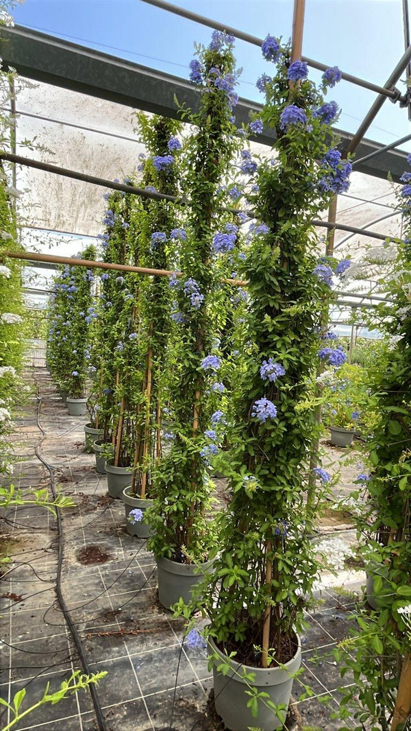 PLUMBAGO CAPENSIS Gelsomino azzurro