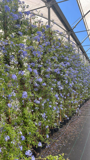 PLUMBAGO CAPENSIS Gelsomino azzurro