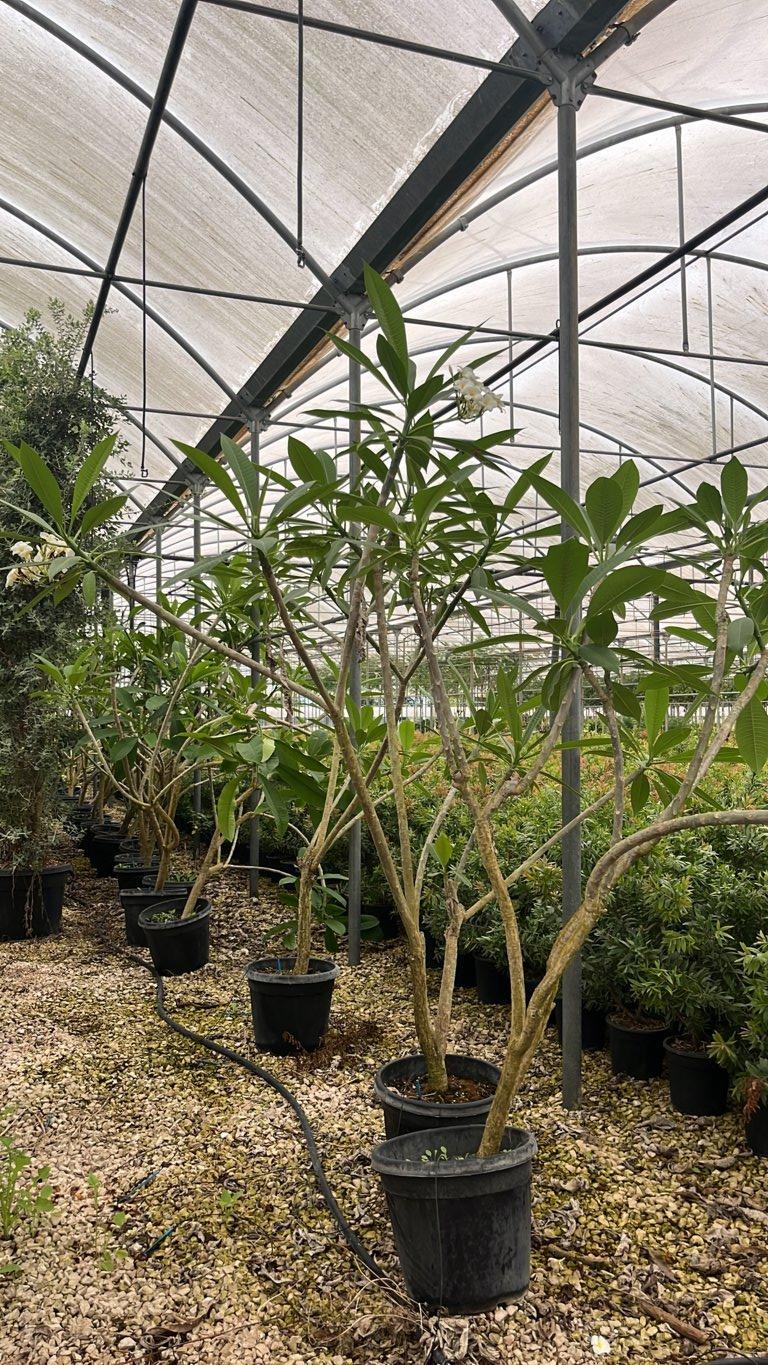 PLUMERIA RUBRA Pomelia, Frangipane