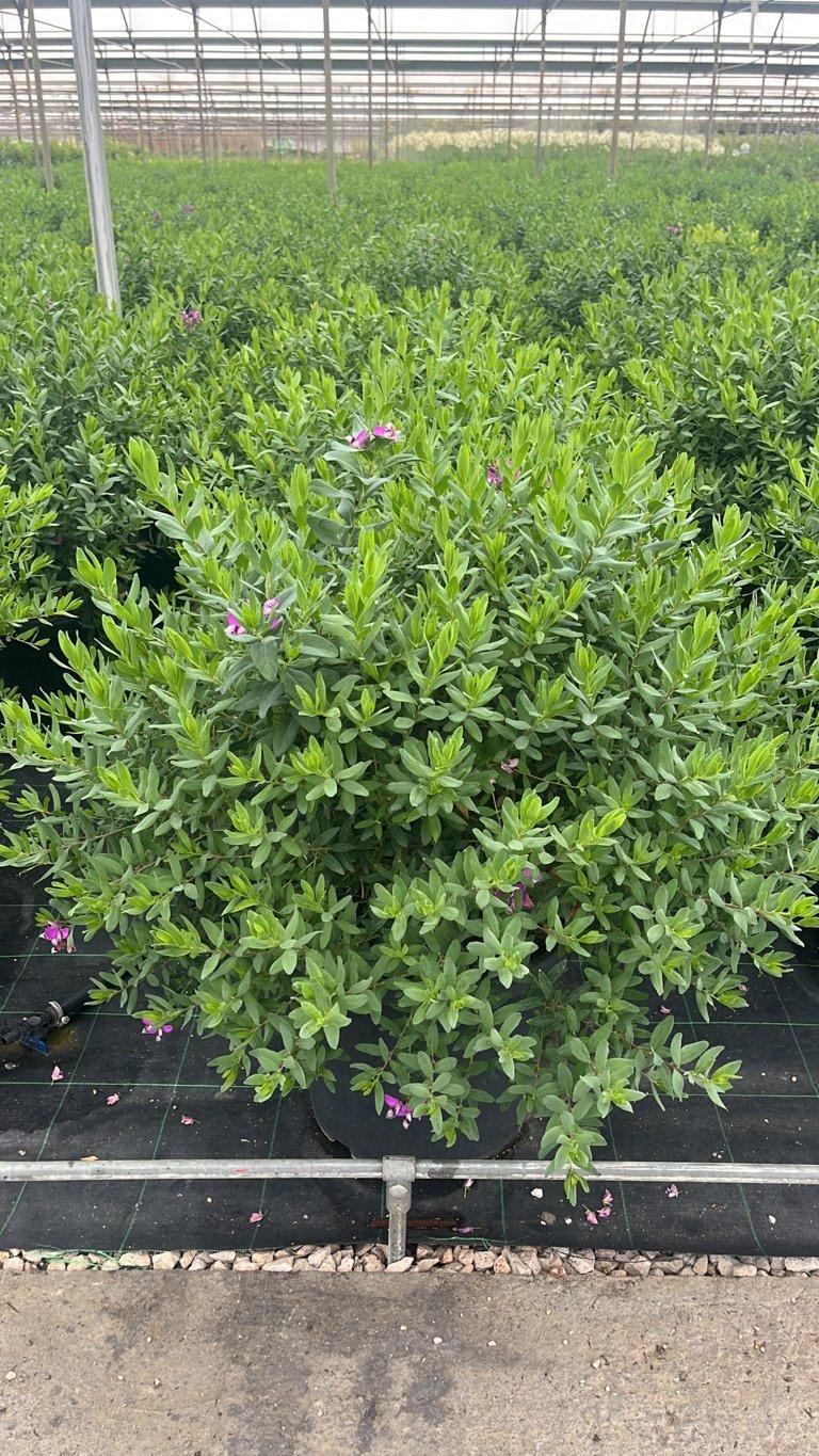 POLYGALA MYRTIFOLIA Poligala