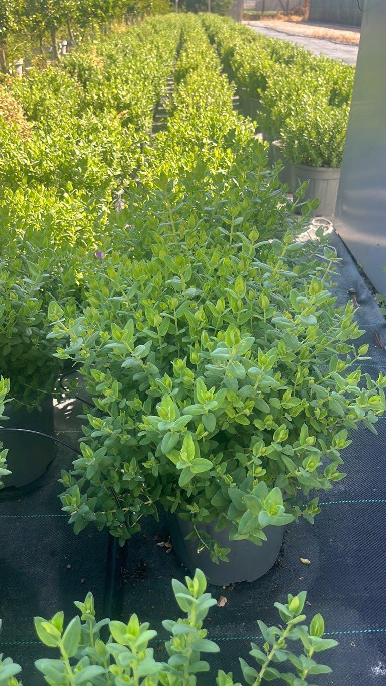 POLYGALA OPPOSITIFOLIA Poligala fruticosa , Poligala arbustiva