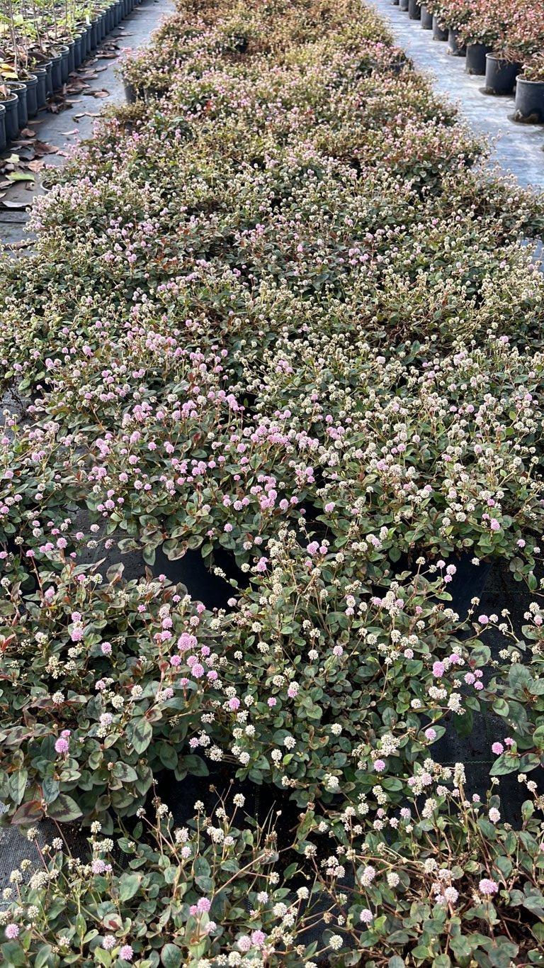POLYGONUM CAPITATUM Persicaria capitata