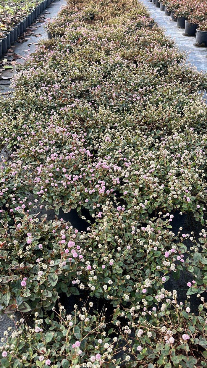 POLYGONUM CAPITATUM Persicaria capitata