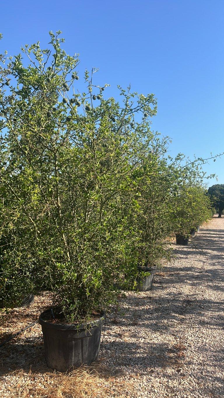 PONCIRUS TRIFOLIATA Arancio trifogliato