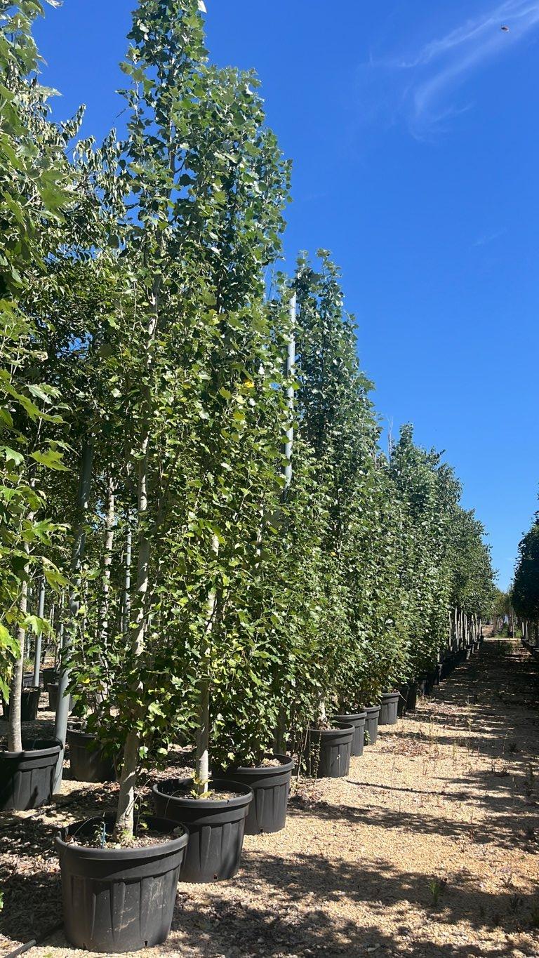 POPULUS ALBA BOLLEANA Pioppo bianco