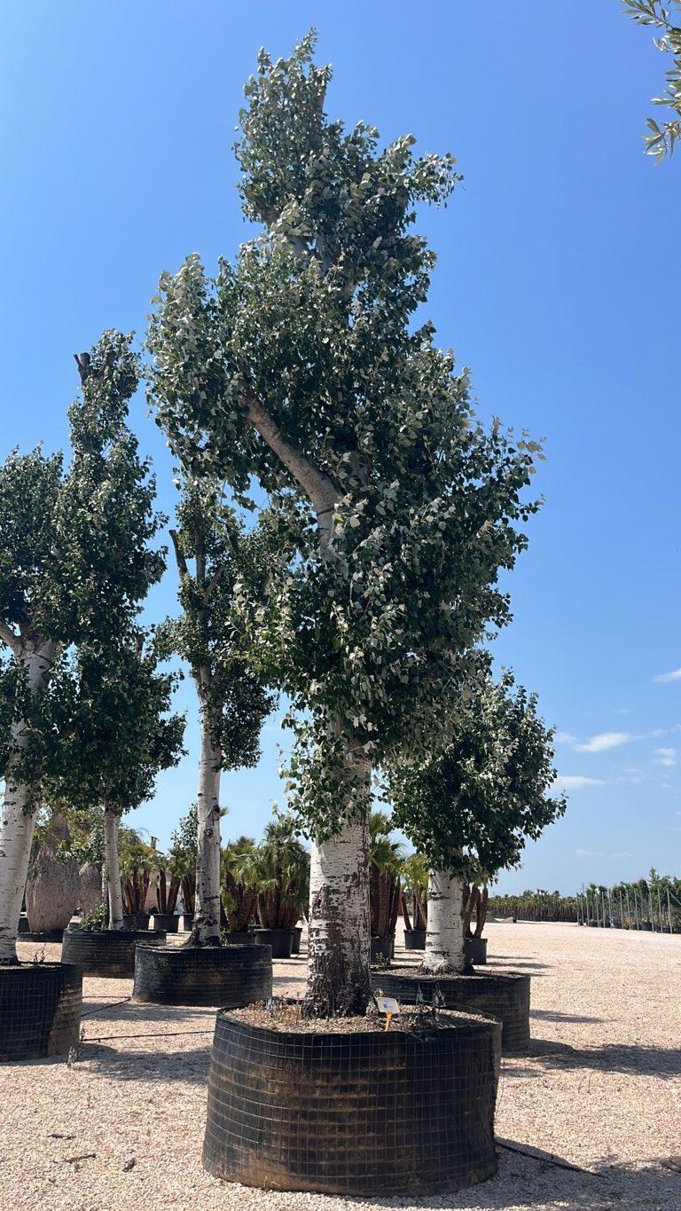 POPULUS ALBA Pioppo bianco