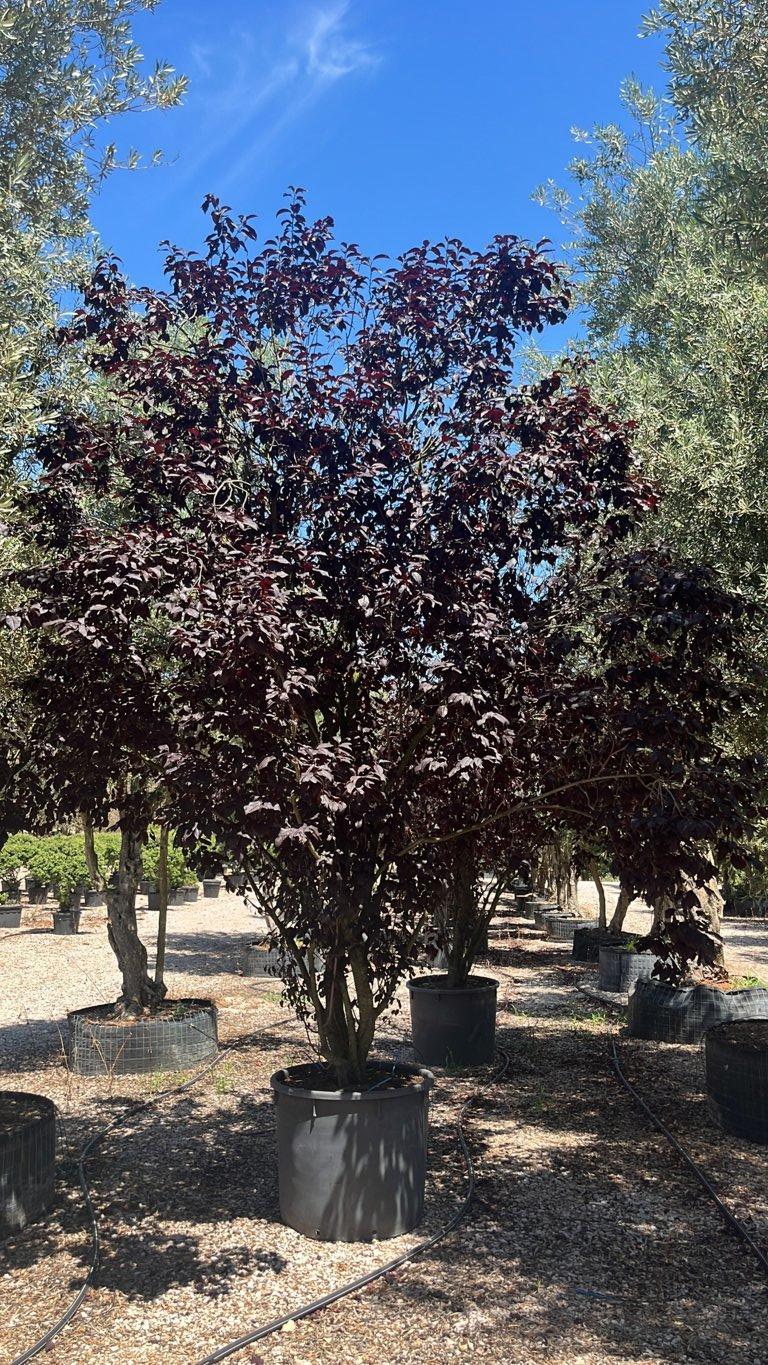 PRUNUS F.C CERASIFERA PISSARDII Susino ornamentale