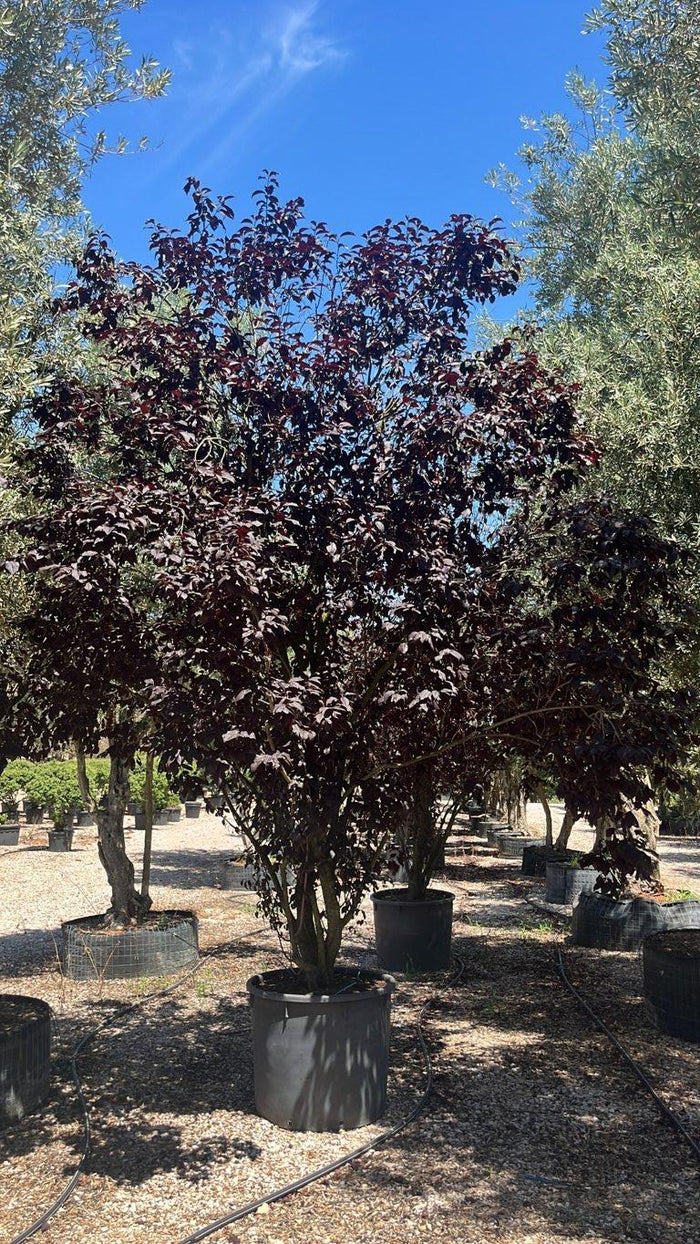 PRUNUS F.C CERASIFERA PISSARDII Susino ornamentale
