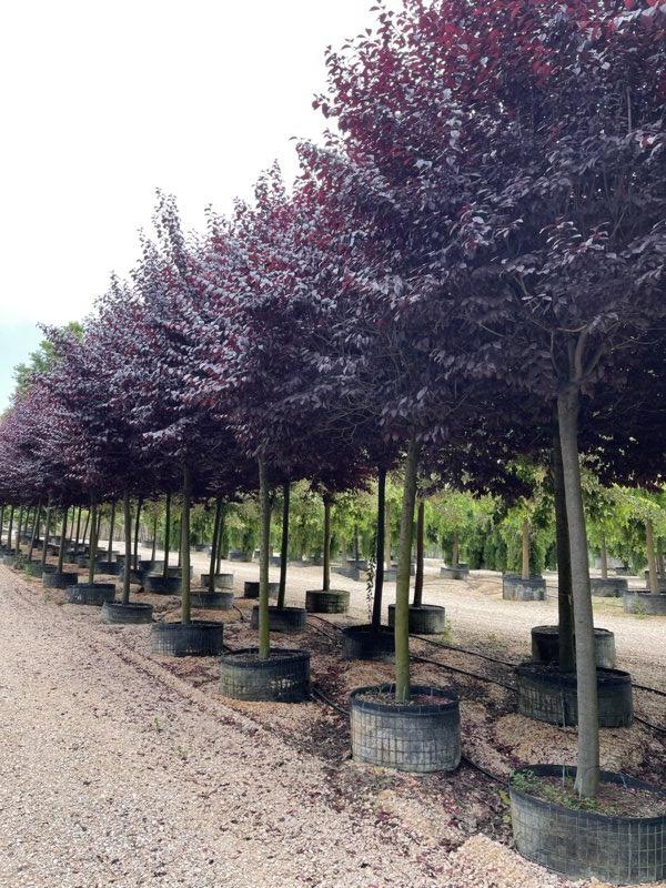 PRUNUS F.C CERASIFERA PISSARDII Susino ornamentale