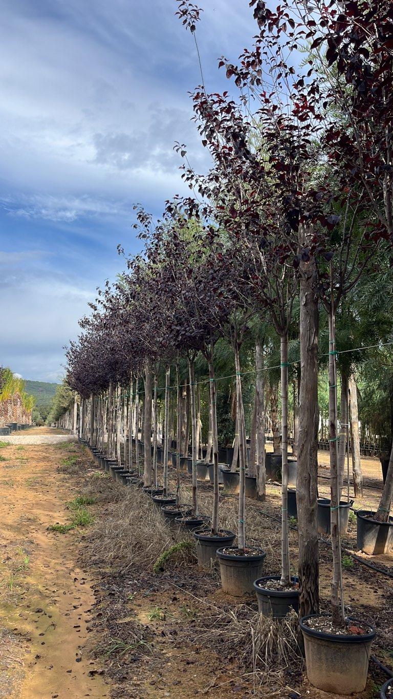 PRUNUS F.C CERASIFERA PISSARDII Susino ornamentale