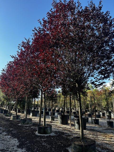 PRUNUS F.C CERASIFERA PISSARDII Susino ornamentale
