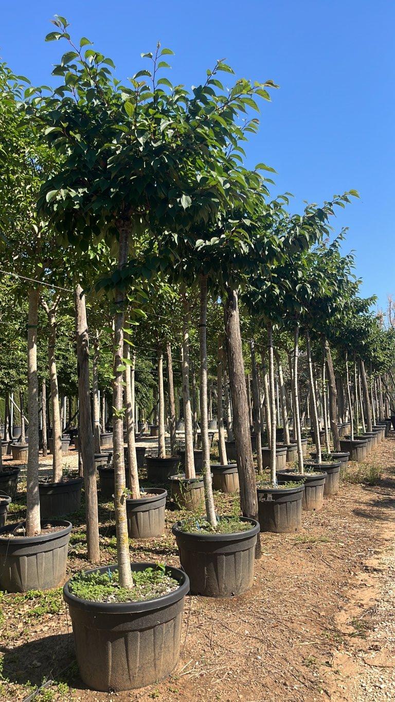 PRUNUS F.C SERRULATA KANZAN Ciliegio giapponese