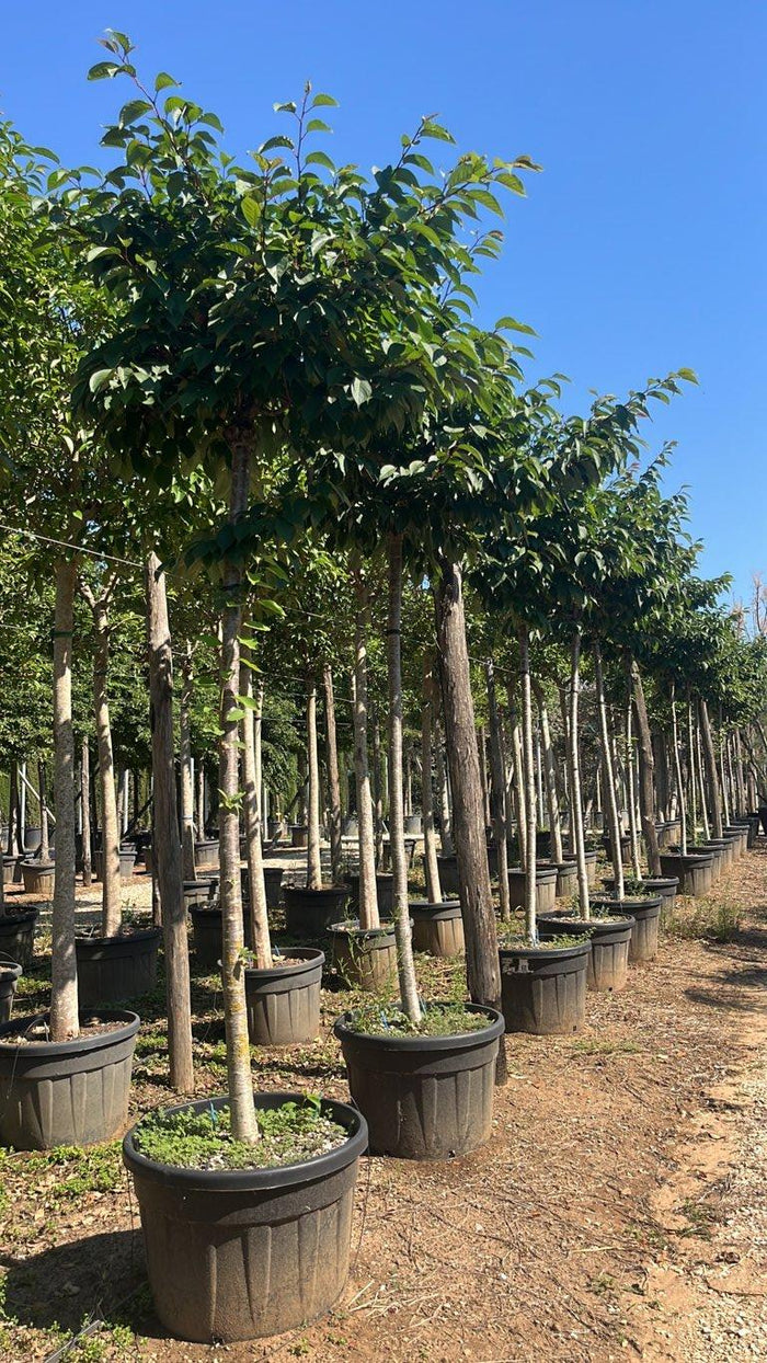 PRUNUS F.C SERRULATA KANZAN Ciliegio giapponese