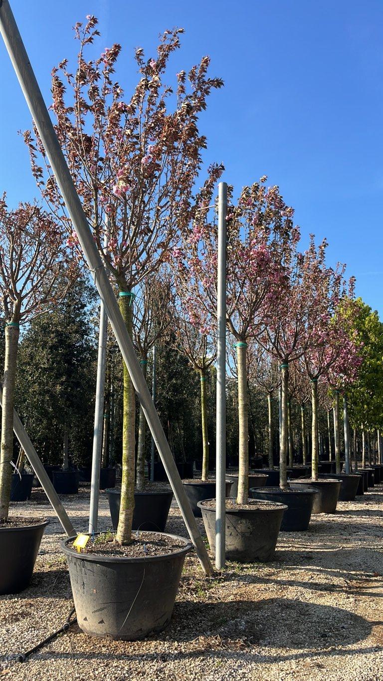 PRUNUS F.C SERRULATA KANZAN Ciliegio giapponese