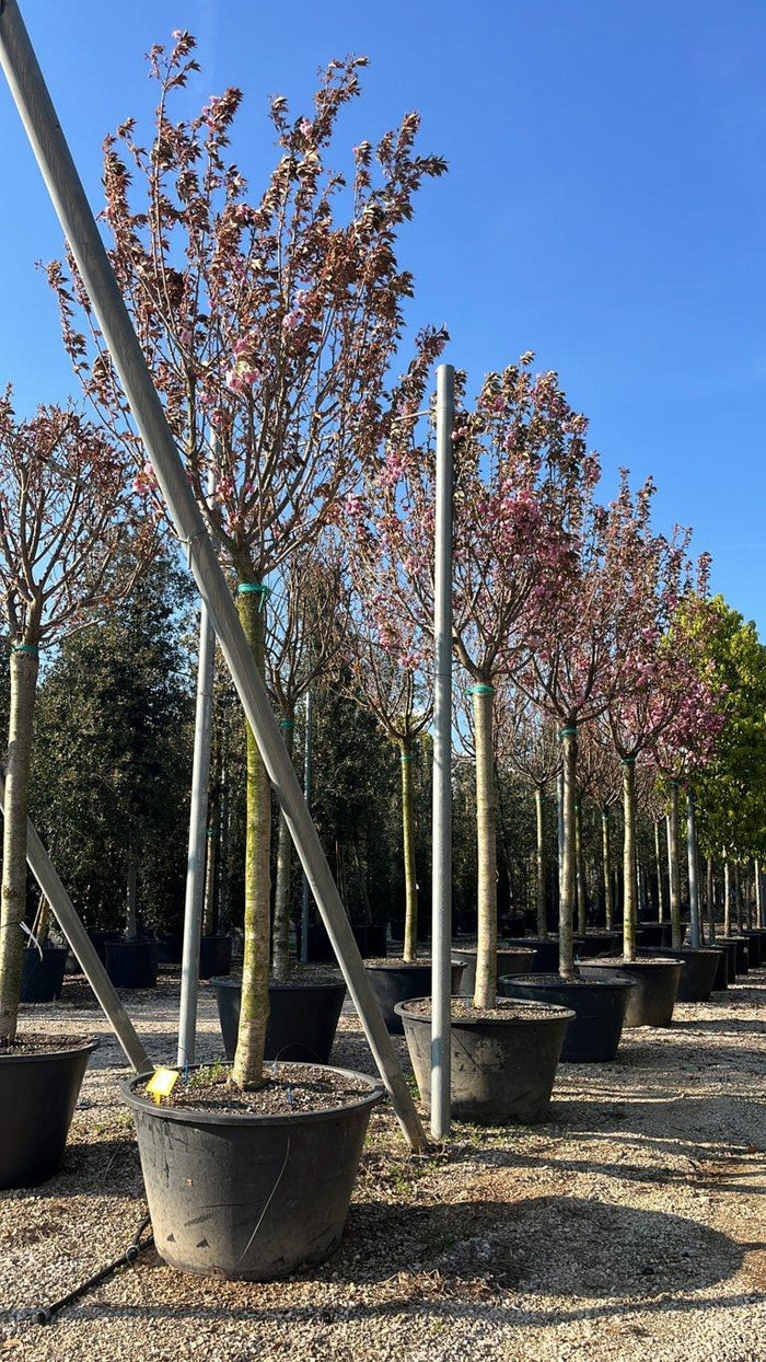PRUNUS F.C SERRULATA KANZAN Ciliegio giapponese