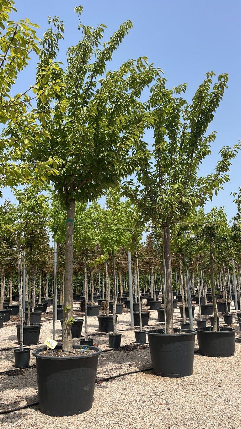 PRUNUS F.C SERRULATA KANZAN Ciliegio giapponese