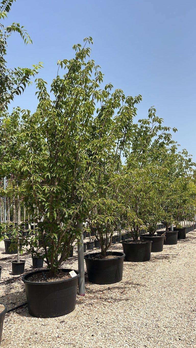 PRUNUS F.C SERRULATA KANZAN Ciliegio giapponese