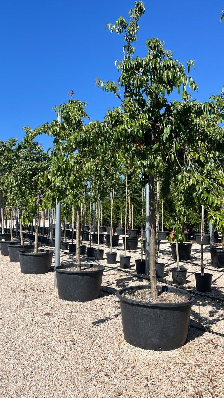PRUNUS F.C SERRULATA KIKU-SHIDARE-ZAKURA Ciliegio giapponese