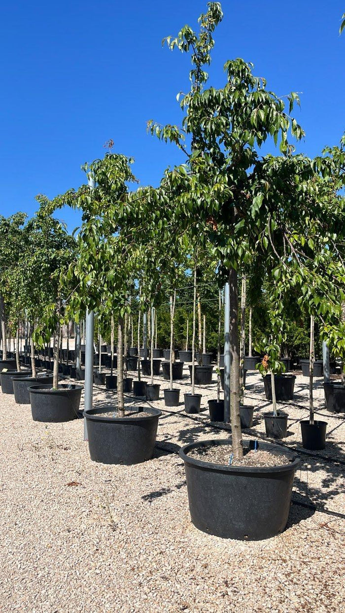 PRUNUS F.C SERRULATA KIKU-SHIDARE-ZAKURA Ciliegio giapponese