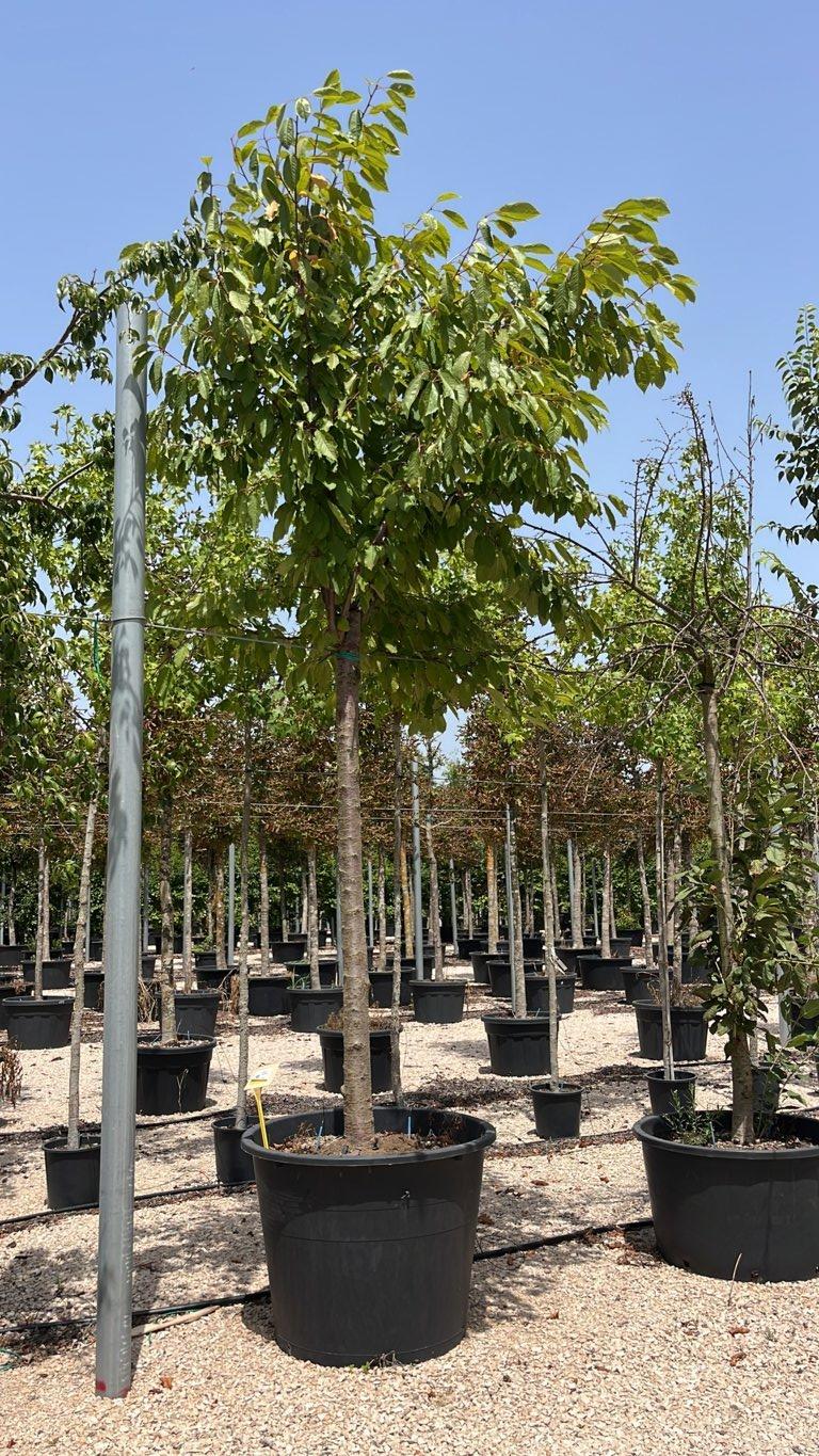 PRUNUS F.C YEDOENSIS Ciliegio da fiore di Yoshino