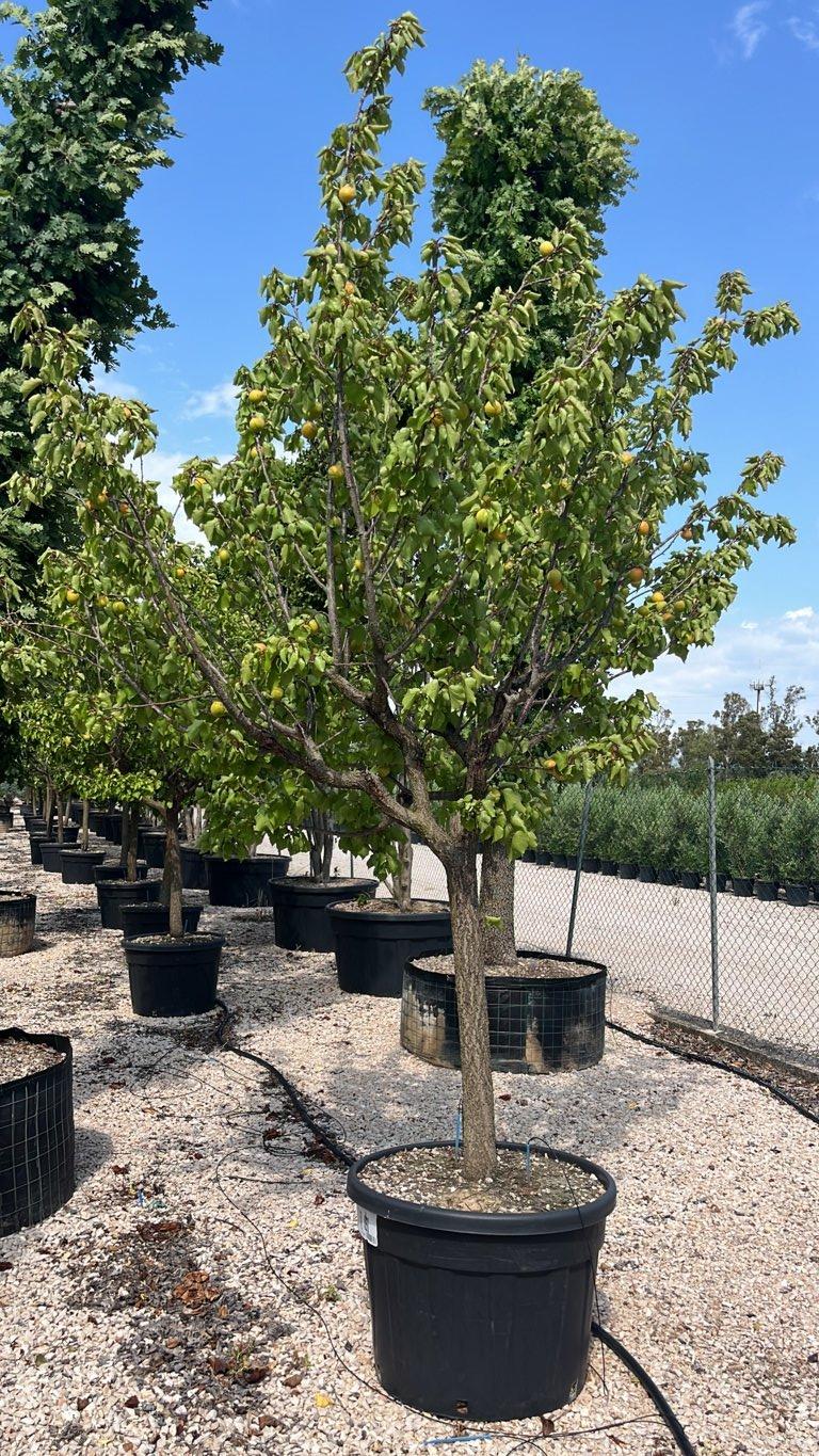 PRUNUS F. ARMENIACA Albicocco