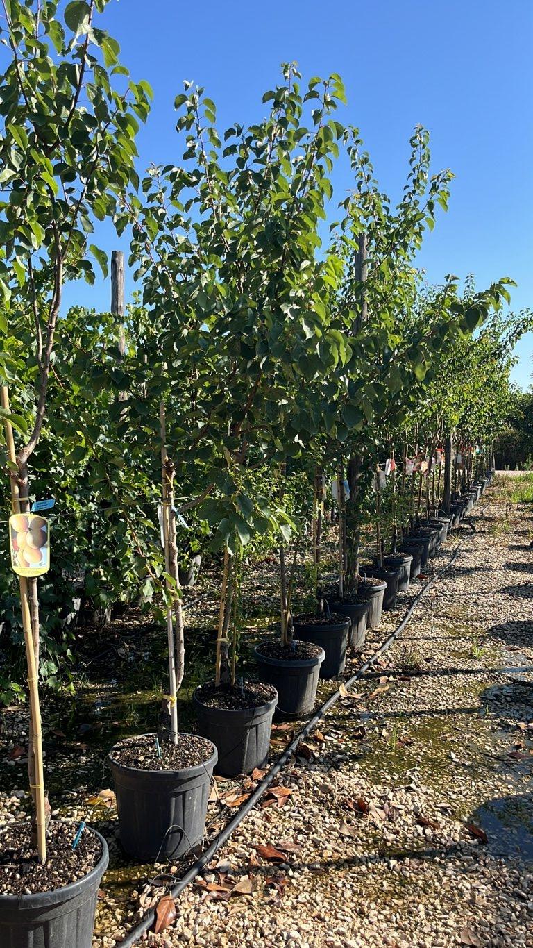 PRUNUS F. ARMENIACA IN VARIETA Albicocco