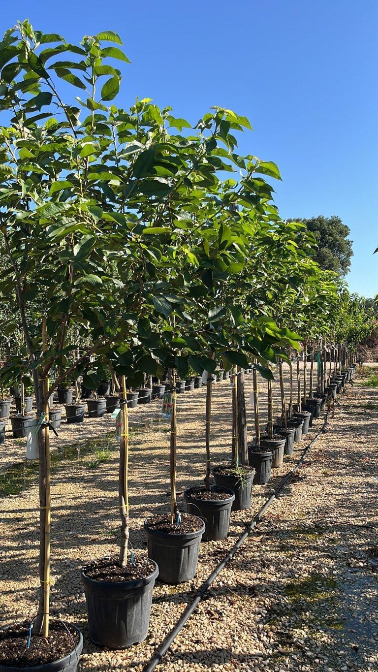 PRUNUS F. AVIUM IN VARIETA Ciliegio dolce