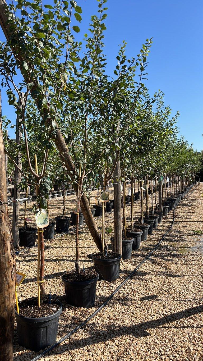 PRUNUS F. DOMESTICA IN VARIETA Susino