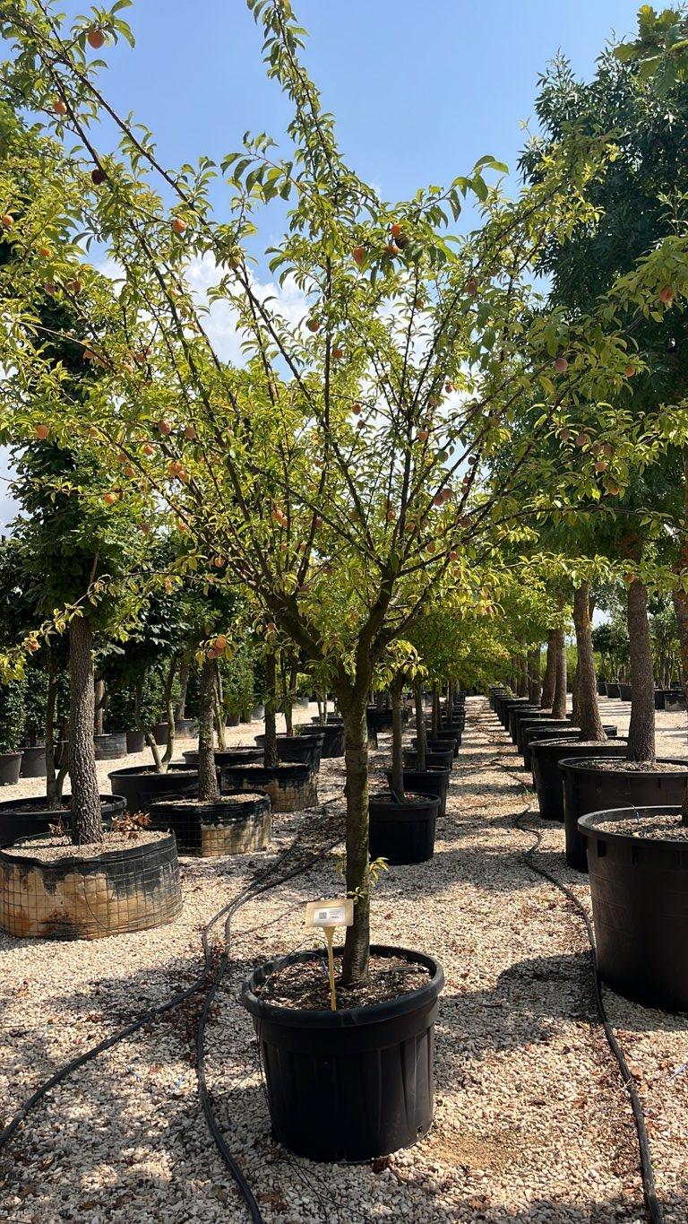 PRUNUS F. DOMESTICA STANLEY Susino