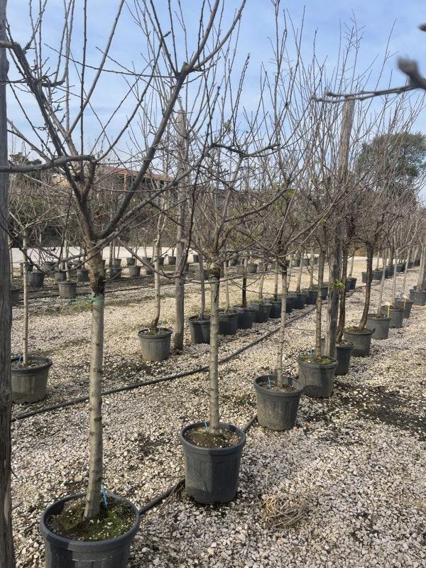 PRUNUS F. DOMESTICA Susino