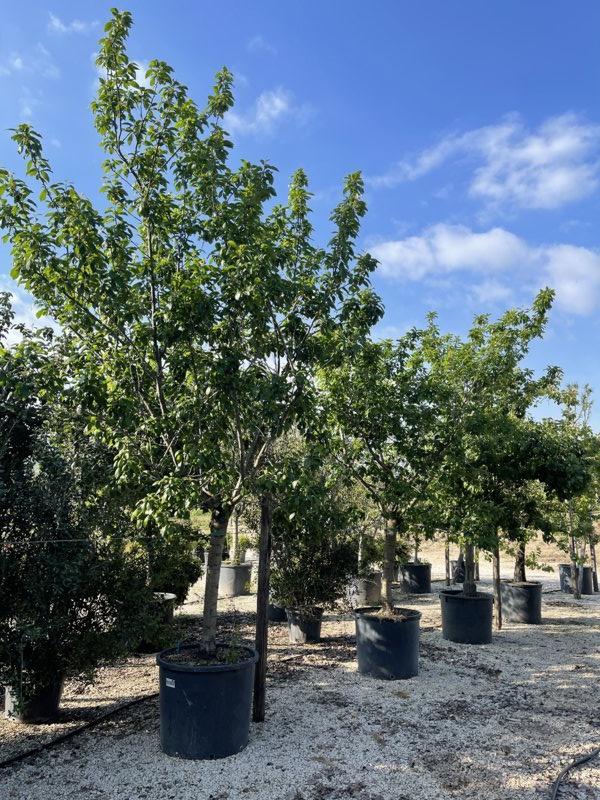 PRUNUS F. DOMESTICA Susino