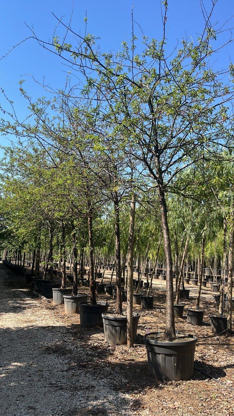PRUNUS F. DOMESTICA Susino