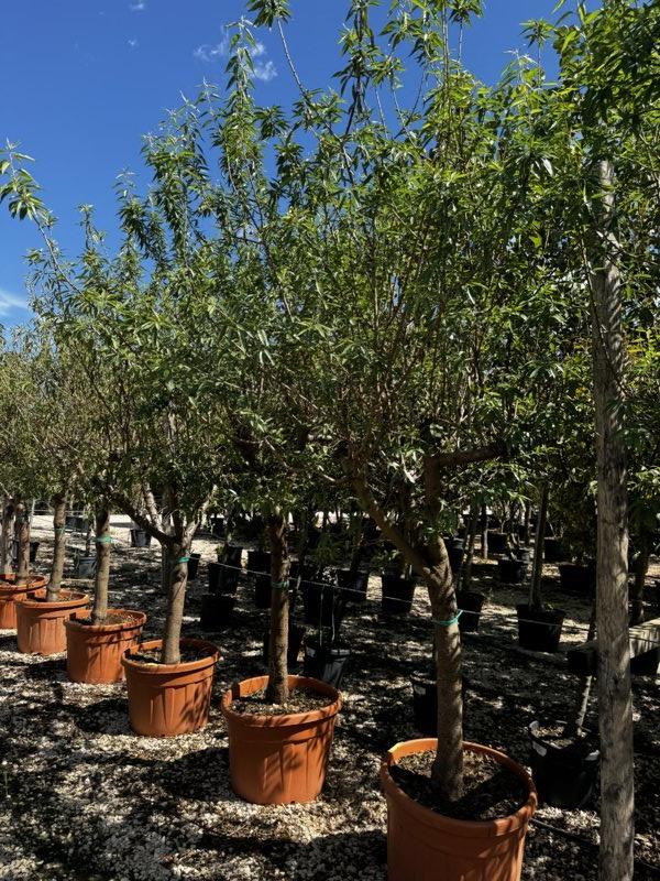 PRUNUS F. DULCIS Mandorlo