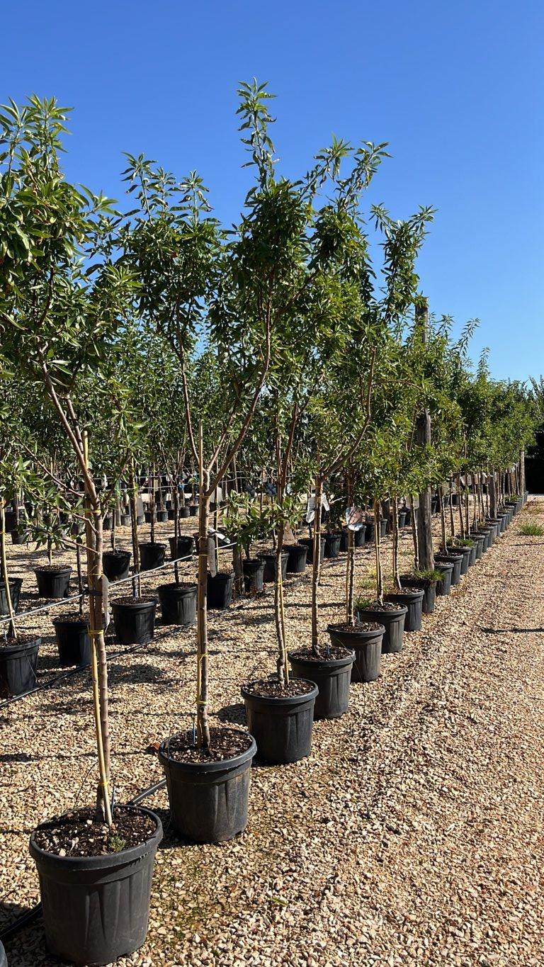 PRUNUS F. DULCIS Mandorlo