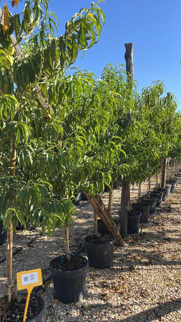 PRUNUS F. PERSICA IN VARIETA Pesco