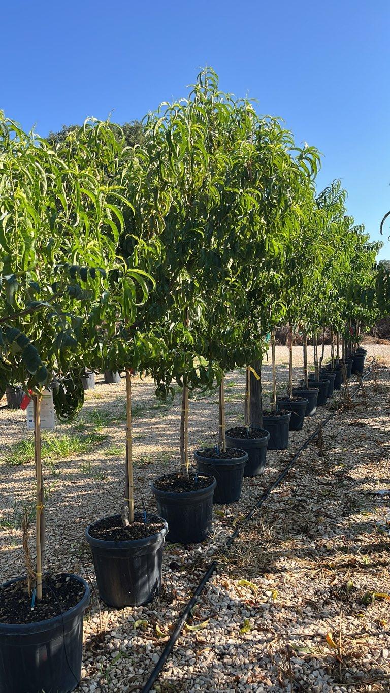PRUNUS F. PERSICA NETTARINA IN VARIETA Nettarina, Pesca noce