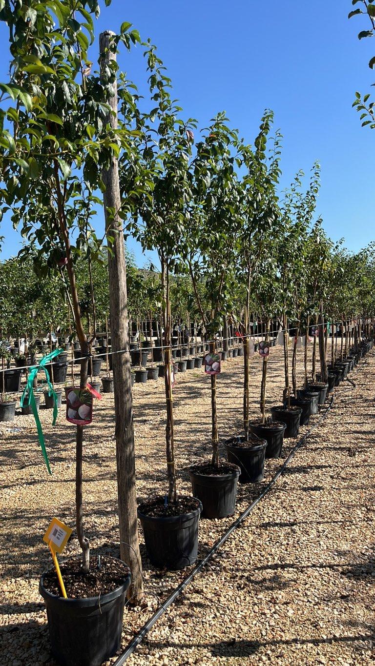 PRUNUS F. SALICINA IN VARIETA Susino giapponese