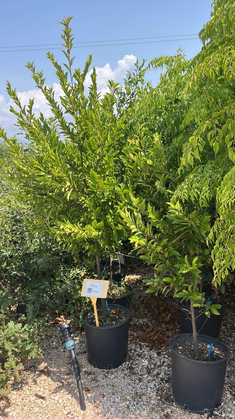 PRUNUS S. CAROLINIANA Lauroceraso della Carolina