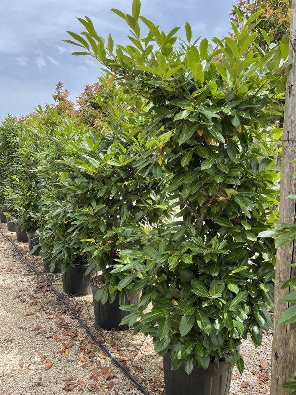 PRUNUS S. LAUROCERASUS Lauroceraso