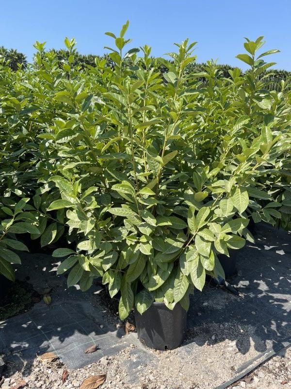 PRUNUS S. LAUROCERASUS Lauroceraso