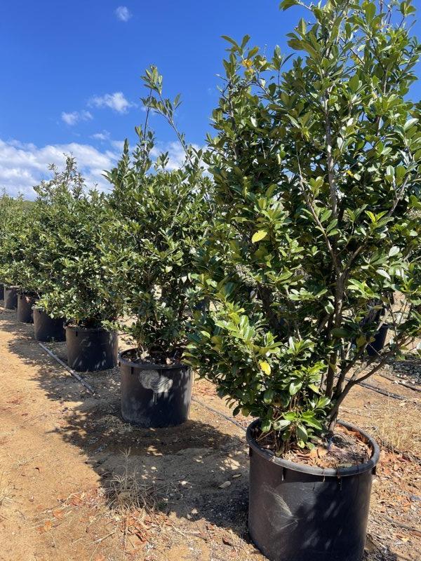 PRUNUS S. LAUROCERASUS Lauroceraso